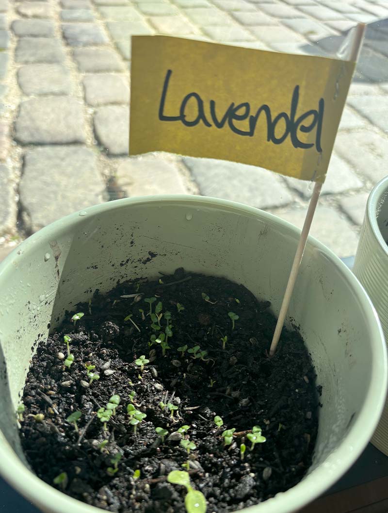 JUZ-Lavendel
